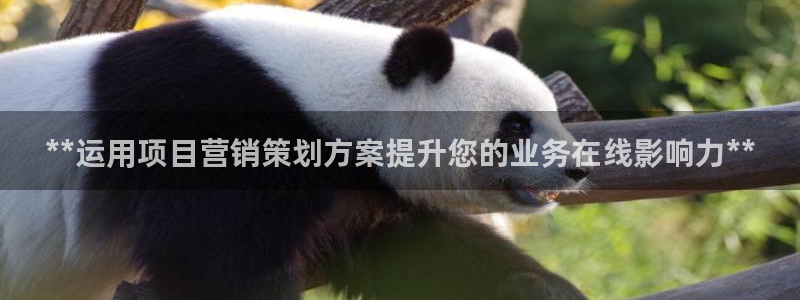 必赢科技有限公司：**运用项目